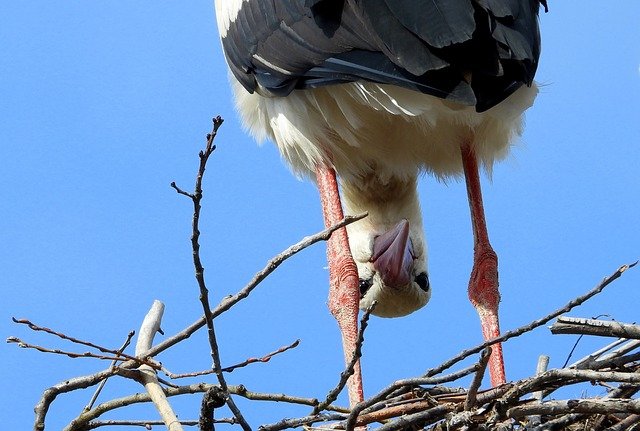 Scarica gratuitamente l'immagine gratuita della molla della presa dell'uccello della cicogna da modificare con l'editor di immagini online gratuito di GIMP