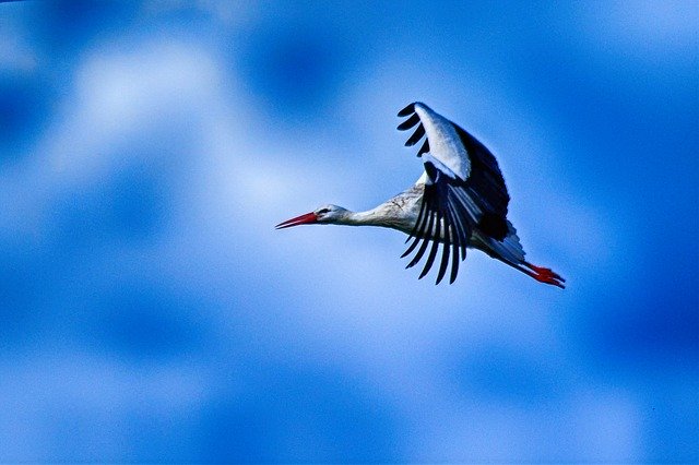 تنزيل Stork Flying Elegant مجانًا - صورة أو صورة مجانية ليتم تحريرها باستخدام محرر الصور عبر الإنترنت GIMP