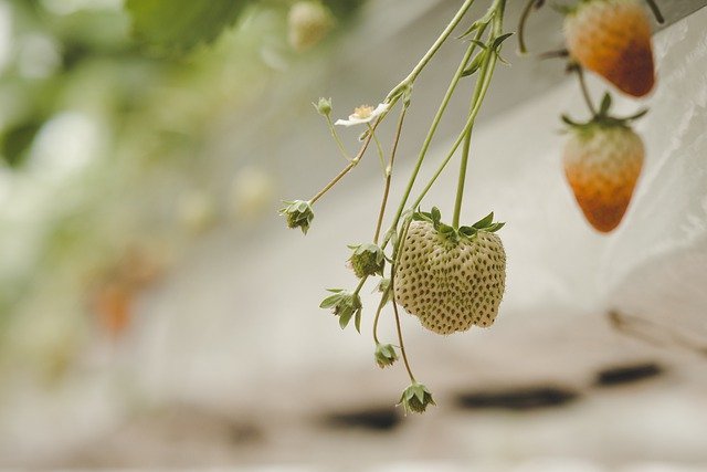 Free download strawberry strange fruit free picture to be edited with GIMP free online image editor