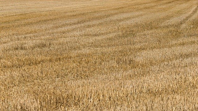 Free download straws cornfield agriculture free picture to be edited with GIMP free online image editor