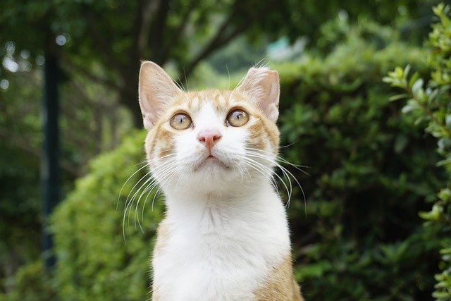 Muat turun percuma Street Cat Gilnyangyi Mango Busan - foto atau gambar percuma untuk diedit dengan editor imej dalam talian GIMP