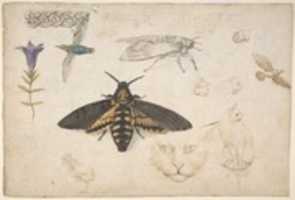 Free download Studies of a Gentian, Moth, Birds, Cats, Interlacing Motif, and Greek Frets (recto); Ornamental Studies with Figures (verso) free photo or picture to be edited with GIMP online image editor