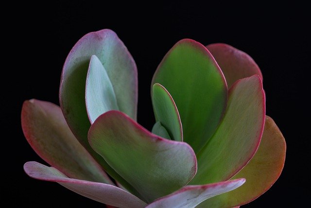 Free download succulent color the flesh pink free picture to be edited with GIMP free online image editor