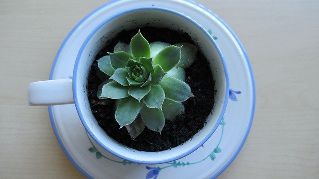 ดาวน์โหลดฟรี Succulent Cup Plant - ภาพถ่ายหรือรูปภาพฟรีที่จะแก้ไขด้วยโปรแกรมแก้ไขรูปภาพออนไลน์ GIMP