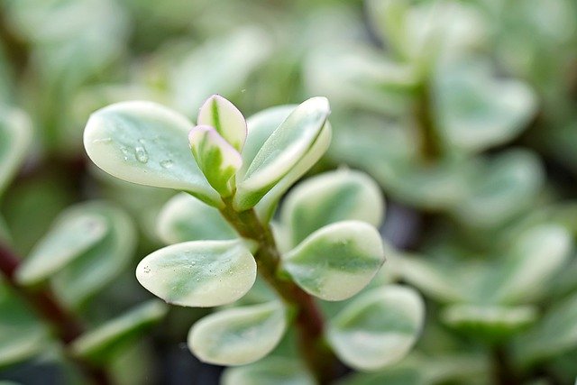 Free download succulent leaves plant nature free picture to be edited with GIMP free online image editor