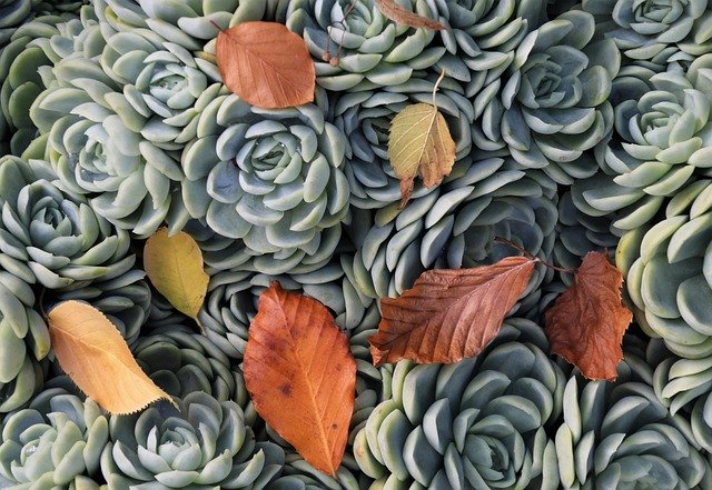 Free download succulents autumn leaves plants free picture to be edited with GIMP free online image editor