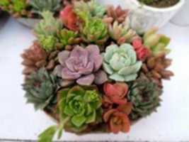 Free download Succulents Pictures free photo or picture to be edited with GIMP online image editor