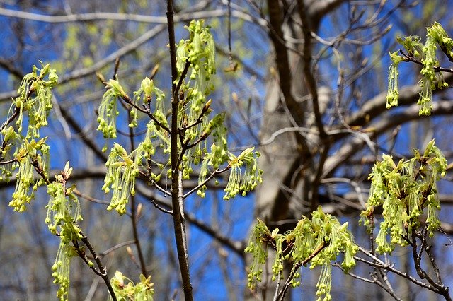 Gratis download Suikeresdoorn Hangende Bloem - gratis foto of afbeelding om te bewerken met GIMP online beeldbewerker