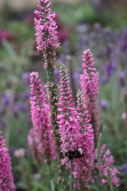 ดาวน์โหลดฟรี Summer Garden Plants - ภาพถ่ายหรือรูปภาพฟรีที่จะแก้ไขด้วยโปรแกรมแก้ไขรูปภาพออนไลน์ GIMP