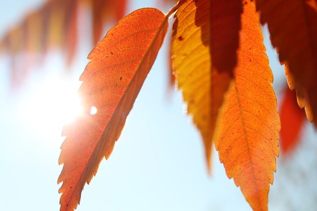 ดาวน์โหลด Sunbeam Leaves Tree ฟรี - ภาพถ่ายหรือรูปภาพที่จะแก้ไขด้วยโปรแกรมแก้ไขรูปภาพออนไลน์ GIMP