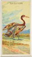 Free download Sun Bittern, from the Birds of the Tropics series (N5) for Allen & Ginter Cigarettes Brands free photo or picture to be edited with GIMP online image editor