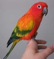 Free download sun-conure free photo or picture to be edited with GIMP online image editor