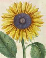 Free download Sunflower, 1796 by Laurent de Chazelles (1724-1808) free photo or picture to be edited with GIMP online image editor