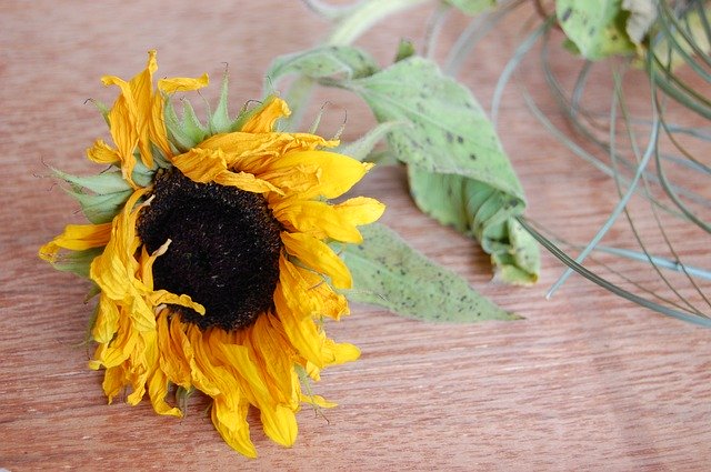 Free download sunflower flower wilted dying free picture to be edited with GIMP free online image editor