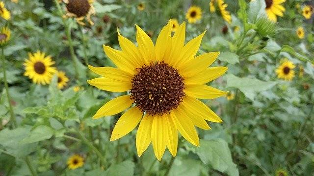 تنزيل Sunflower Helianthus Yellow Flower مجانًا - صورة أو صورة مجانية لتحريرها باستخدام محرر الصور عبر الإنترنت GIMP