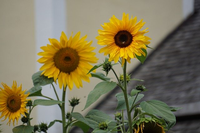 تنزيل Sunflower House Flowers مجانًا - صورة أو صورة مجانية لتحريرها باستخدام محرر الصور عبر الإنترنت GIMP