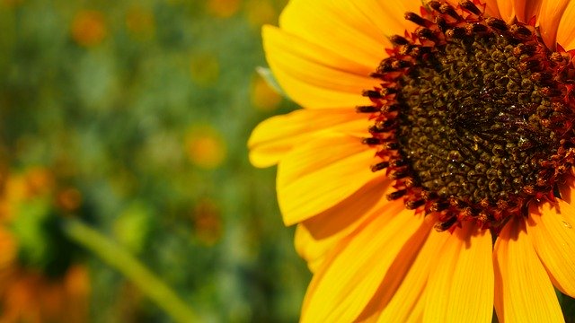 ดาวน์โหลดฟรี Sunflower Nature - ภาพถ่ายหรือรูปภาพฟรีที่จะแก้ไขด้วยโปรแกรมแก้ไขรูปภาพออนไลน์ GIMP