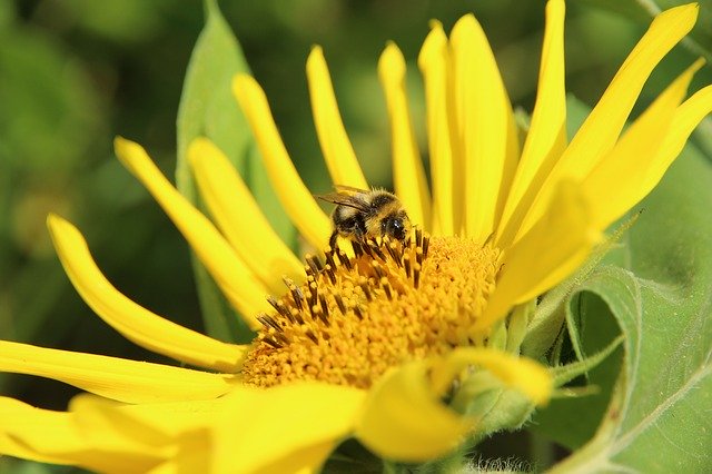 Free download sunflower plant flower summer free picture to be edited with GIMP free online image editor