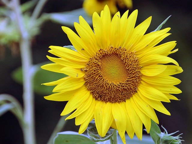 বিনামূল্যে ডাউনলোড করুন Sunflowers Sun Flower Yellow - বিনামূল্যে ছবি বা ছবি GIMP অনলাইন ইমেজ এডিটর দিয়ে সম্পাদনা করা হবে