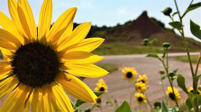 Descarga gratuita Sunflower Sunflowers Bloom: foto o imagen gratuita para editar con el editor de imágenes en línea GIMP