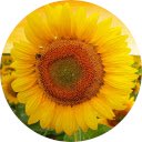 Sunflowers Wallpaper  screen for extension Chrome web store in OffiDocs Chromium