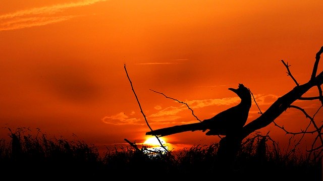 Kostenloser Download Sunset Bird Branch - kostenloses Foto oder Bild zur Bearbeitung mit GIMP Online-Bildbearbeitung