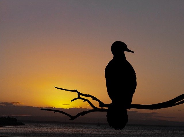 Téléchargement gratuit Sunset Cormorant Bird - photo ou image gratuite à éditer avec l'éditeur d'images en ligne GIMP