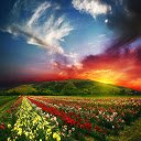 Sunset In a Flowerfield  screen for extension Chrome web store in OffiDocs Chromium