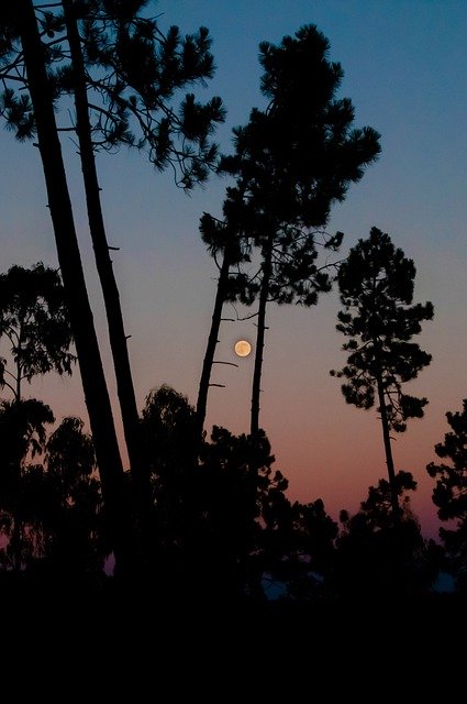 Ücretsiz indir Sunset Moon Trees - GIMP çevrimiçi resim düzenleyici ile düzenlenecek ücretsiz fotoğraf veya resim