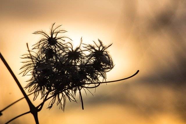 ດາວໂຫຼດຟຣີ Sunset Siluett Nature ແມ່ແບບຮູບພາບຟຣີທີ່ຈະແກ້ໄຂດ້ວຍຕົວແກ້ໄຂຮູບພາບອອນໄລນ໌ GIMP