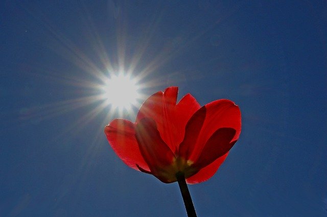 Unduh gratis Sun Sunny Day Tulip - foto atau gambar gratis untuk diedit dengan editor gambar online GIMP