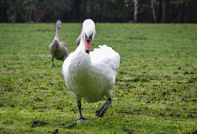 Free download swan attack to protect the nest free picture to be edited with GIMP free online image editor