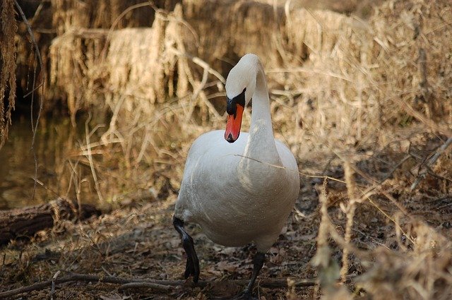 تنزيل Swan Beak Feathers مجانًا - صورة مجانية أو صورة يتم تحريرها باستخدام محرر الصور عبر الإنترنت GIMP