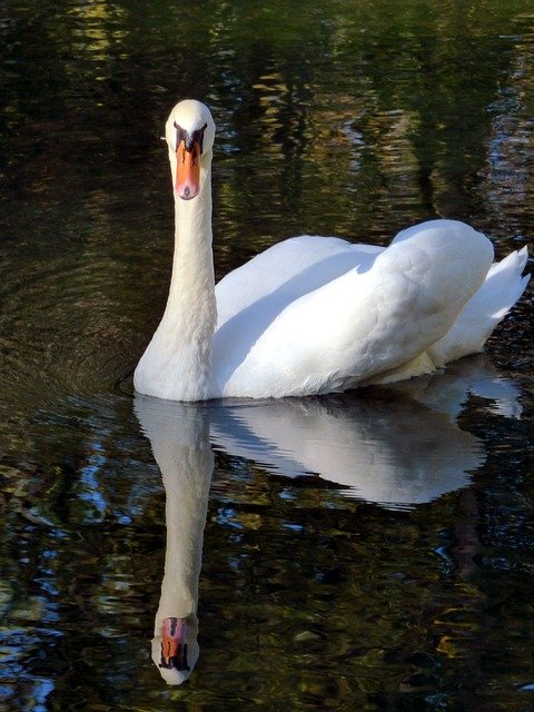 Kostenloser Download Swan Beak Nature - kostenloses Foto oder Bild zur Bearbeitung mit GIMP Online-Bildbearbeitung