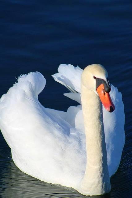 ດາວໂຫຼດຟຣີ swan bird lake mute swan animal free picture to be edited with GIMP free online image editor