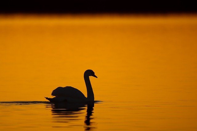 Free download swan bird sunset sunrise lake sun free picture to be edited with GIMP free online image editor