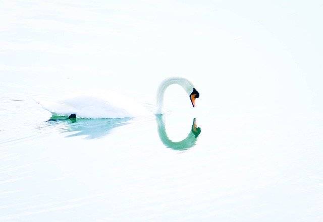 ดาวน์โหลดฟรี Swan Bird Sweetness - ภาพถ่ายหรือรูปภาพฟรีที่จะแก้ไขด้วยโปรแกรมแก้ไขรูปภาพออนไลน์ GIMP