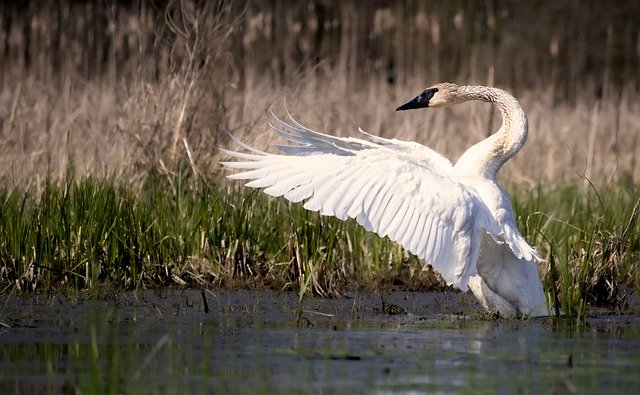 Free download swan bird waterfowl wings free picture to be edited with GIMP free online image editor