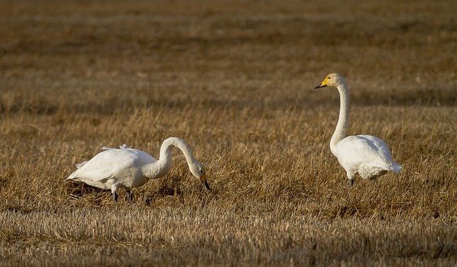 Free download swan bird whooper swan field free picture to be edited with GIMP free online image editor