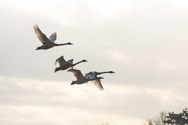 Free download swan nature birds ornithology free picture to be edited with GIMP free online image editor