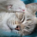 Sweet Kittens-scherm voor uitbreiding Chrome-webwinkel in OffiDocs Chromium