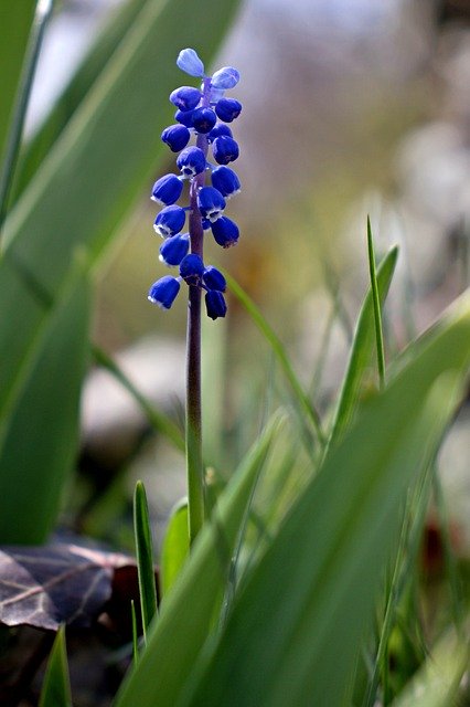 ດາວໂຫຼດຟຣີ Szafirek Flower Bloom - ຮູບພາບ ຫຼືຮູບພາບທີ່ບໍ່ເສຍຄ່າເພື່ອແກ້ໄຂດ້ວຍຕົວແກ້ໄຂຮູບພາບອອນໄລນ໌ GIMP