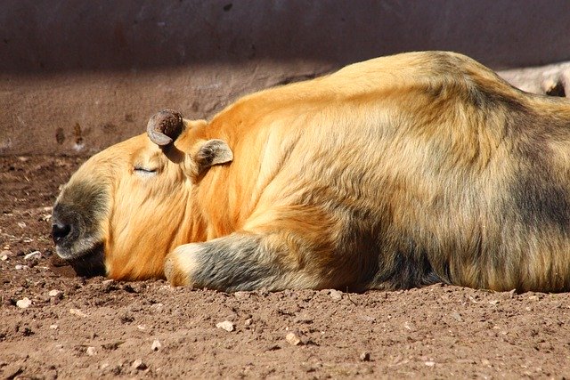 Free download takin budorcas taxicolor free picture to be edited with GIMP free online image editor