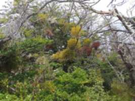 Free download Tangle of trees and lichens free photo or picture to be edited with GIMP online image editor