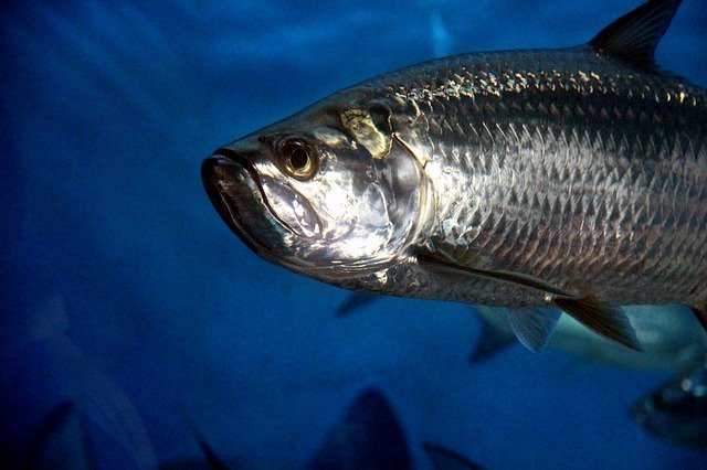 Scarica gratuitamente l'immagine gratuita di pesce tarpon sott'acqua da modificare con l'editor di immagini online gratuito GIMP