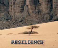 Free download Tassili Desert Algeria Resilience free photo or picture to be edited with GIMP online image editor