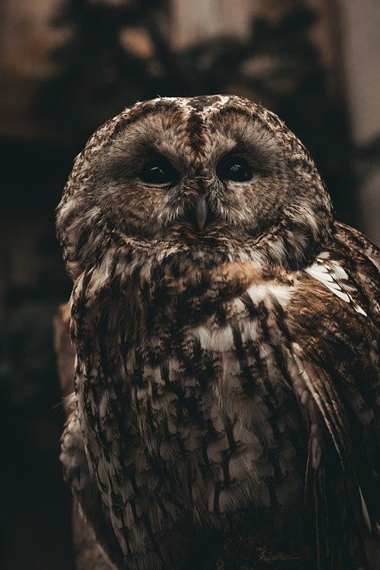 Free download tawny owl brown owl perched rescued free picture to be edited with GIMP free online image editor