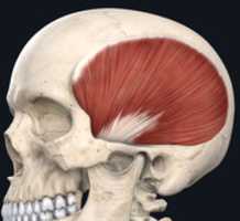 Free picture Temporalis Muscle to be edited by GIMP online free image editor by OffiDocs