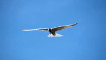 Free download Tern in Flight free photo or picture to be edited with GIMP online image editor