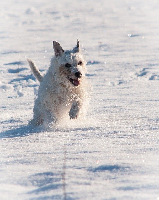 ດາວ​ໂຫຼດ​ຟຣີ Terrier Snow Winter - ຮູບ​ພາບ​ຟຣີ​ຫຼື​ຮູບ​ພາບ​ທີ່​ຈະ​ໄດ້​ຮັບ​ການ​ແກ້​ໄຂ​ກັບ GIMP ອອນ​ໄລ​ນ​໌​ບັນ​ນາ​ທິ​ການ​ຮູບ​ພາບ​